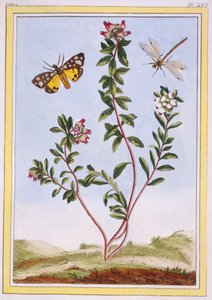 Le Petit arbousier des Alpes, c.1776